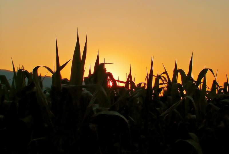 Corn-field