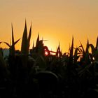 Corn-field