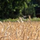 corn field at the wall memorial in Berlin 04072015