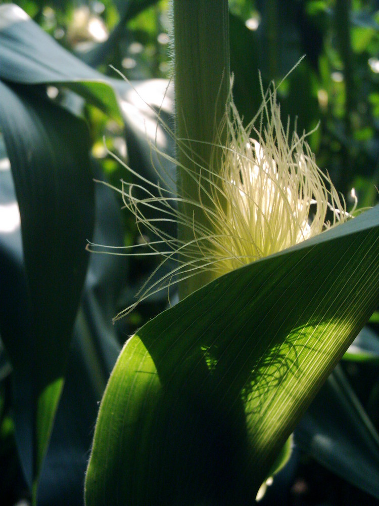 corn field