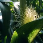 corn field