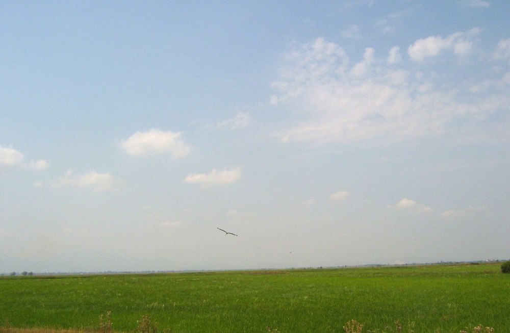 Corn-field