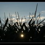 Corn Field Sunrise