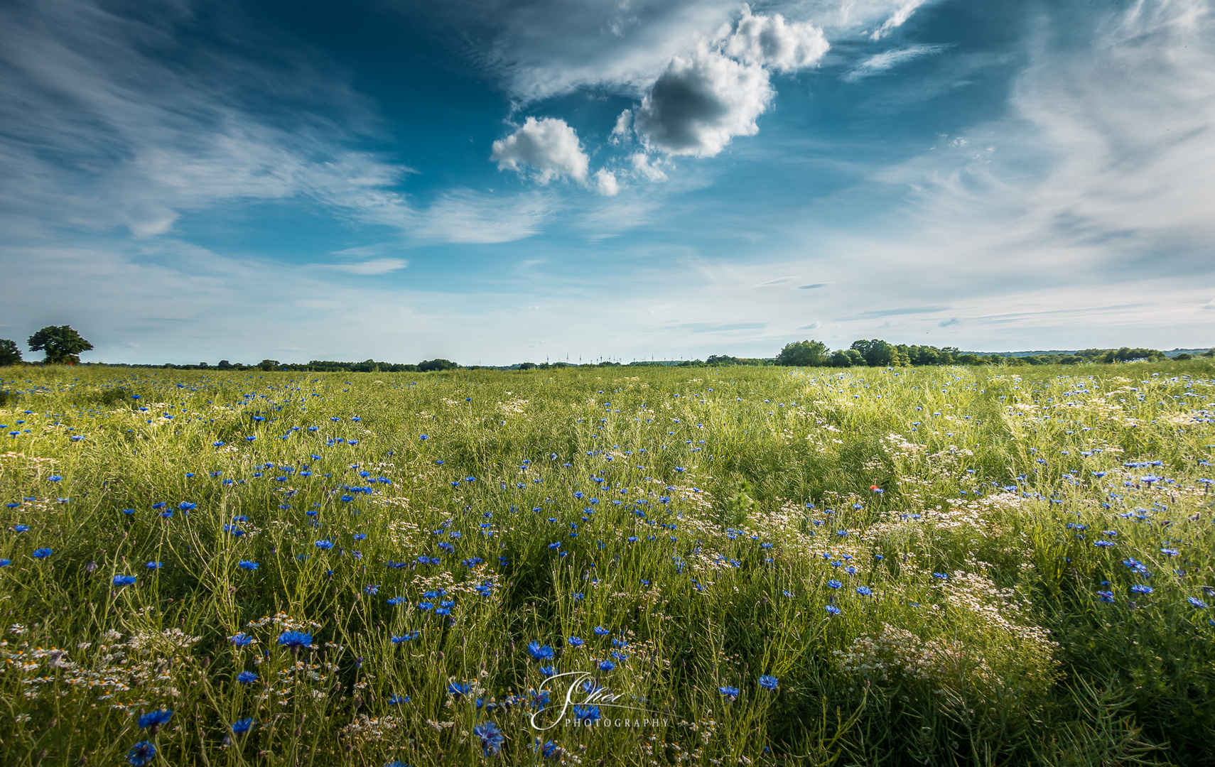 CORN FLOWER TIME