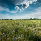 CORN FLOWER TIME