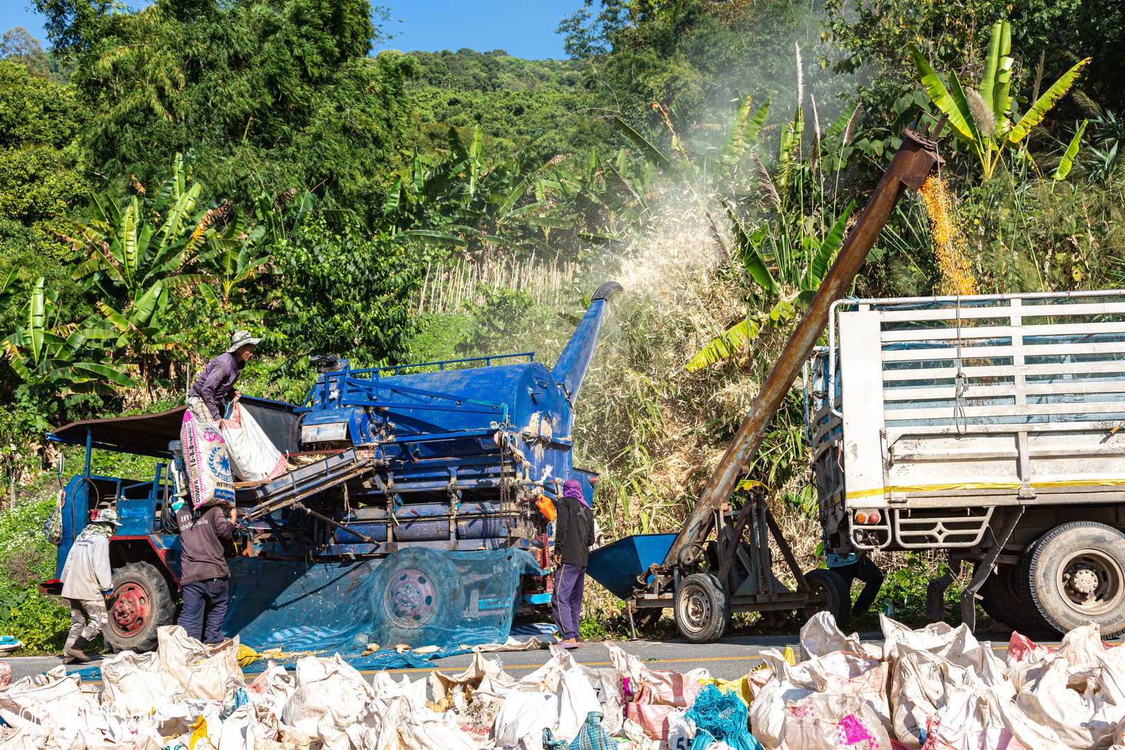 Corn Harvest