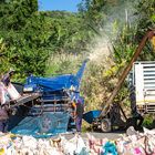 Corn Harvest