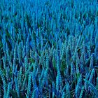 Corn in blue