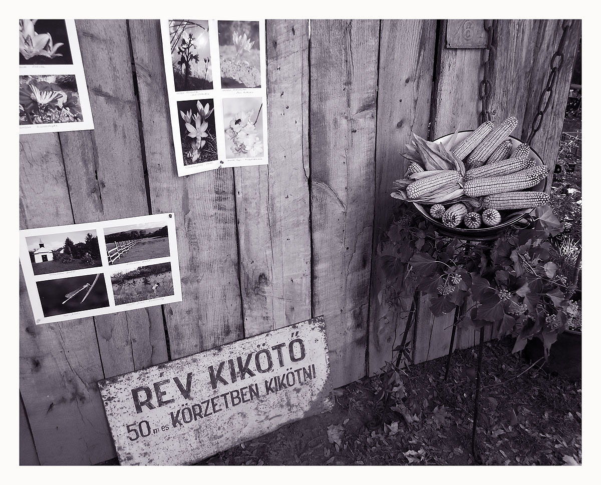 Corn in Szentendre Island