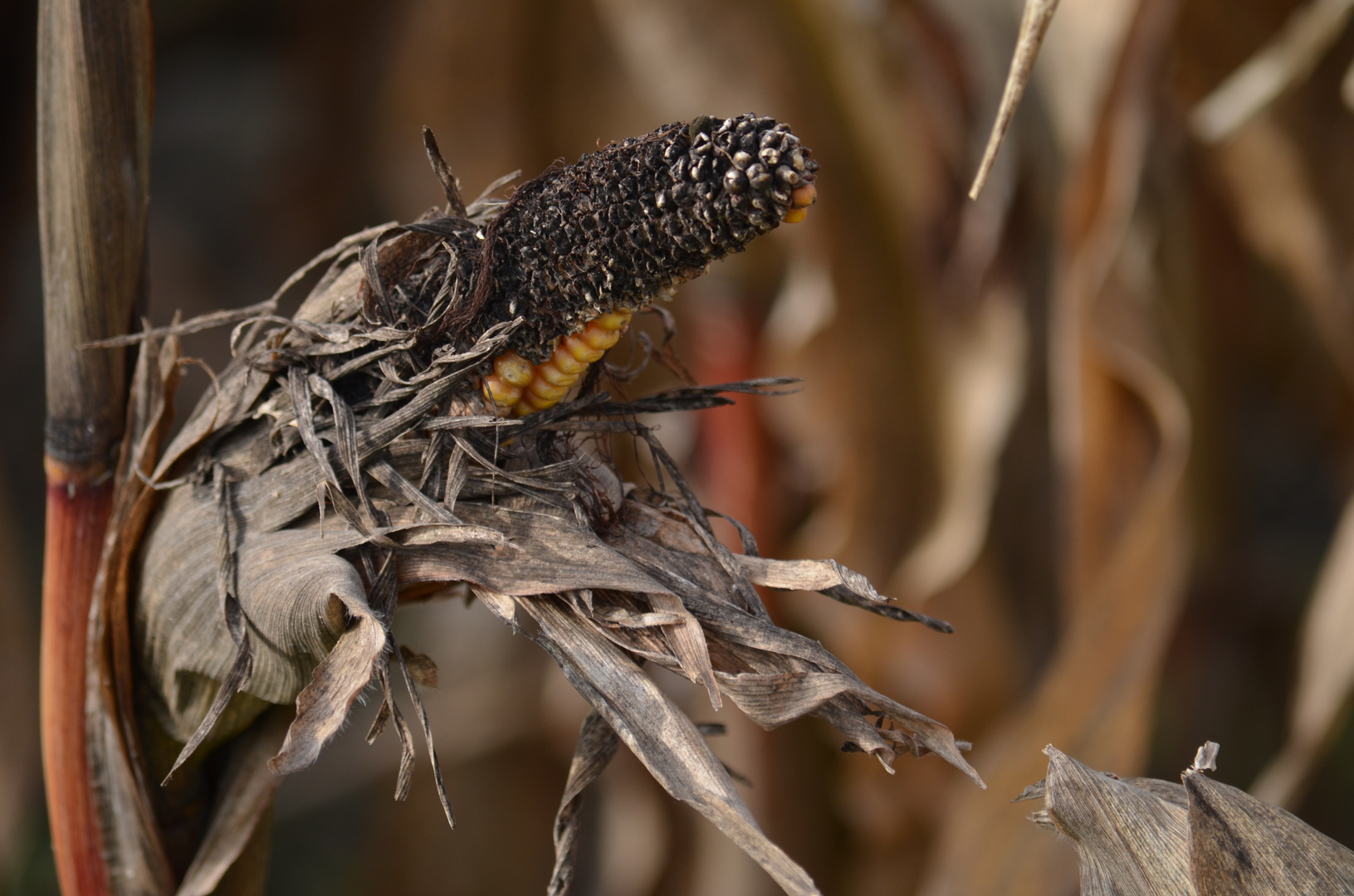 Corn on the cob in October