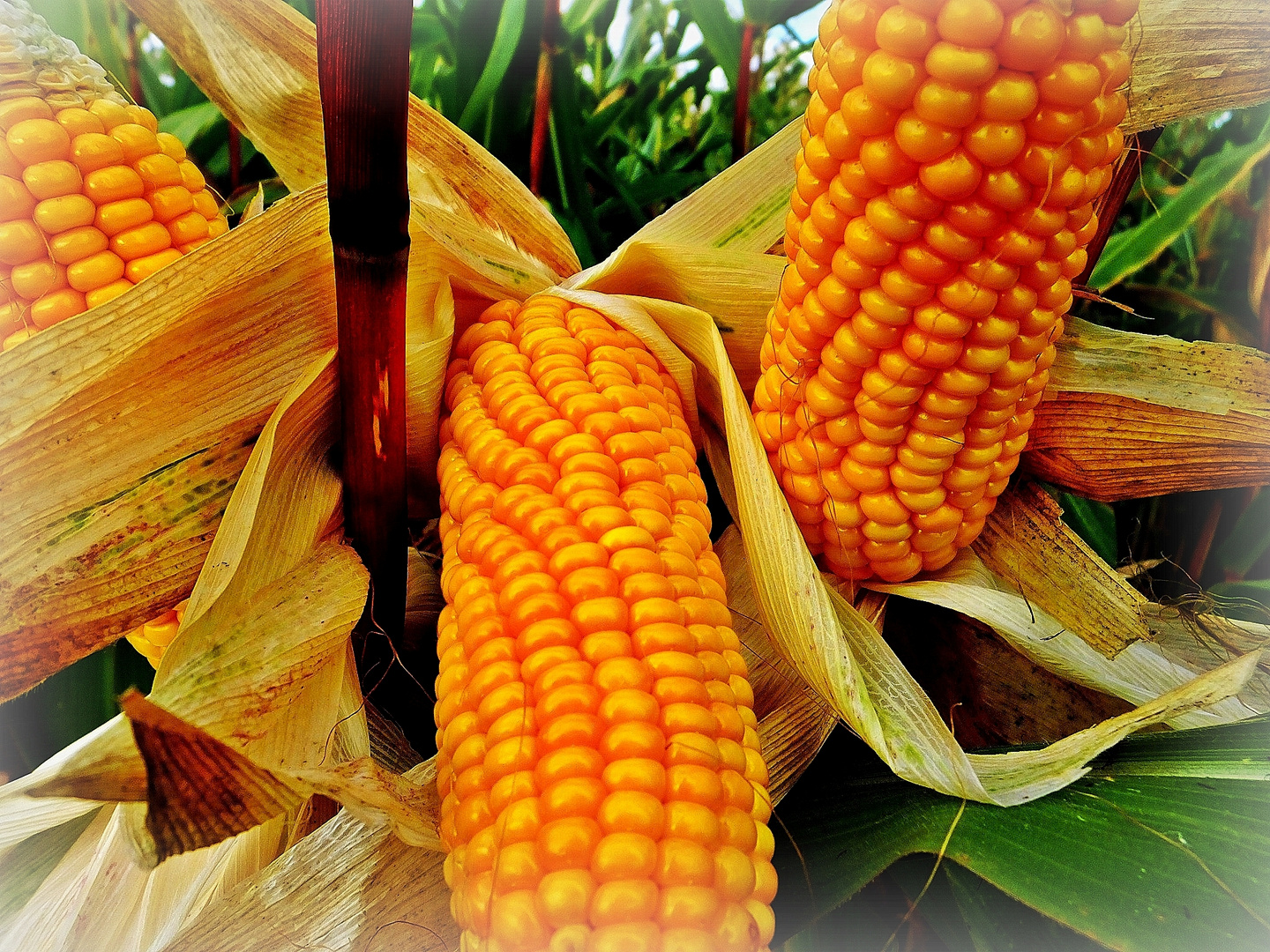 corn on the cob  - Maiskolben