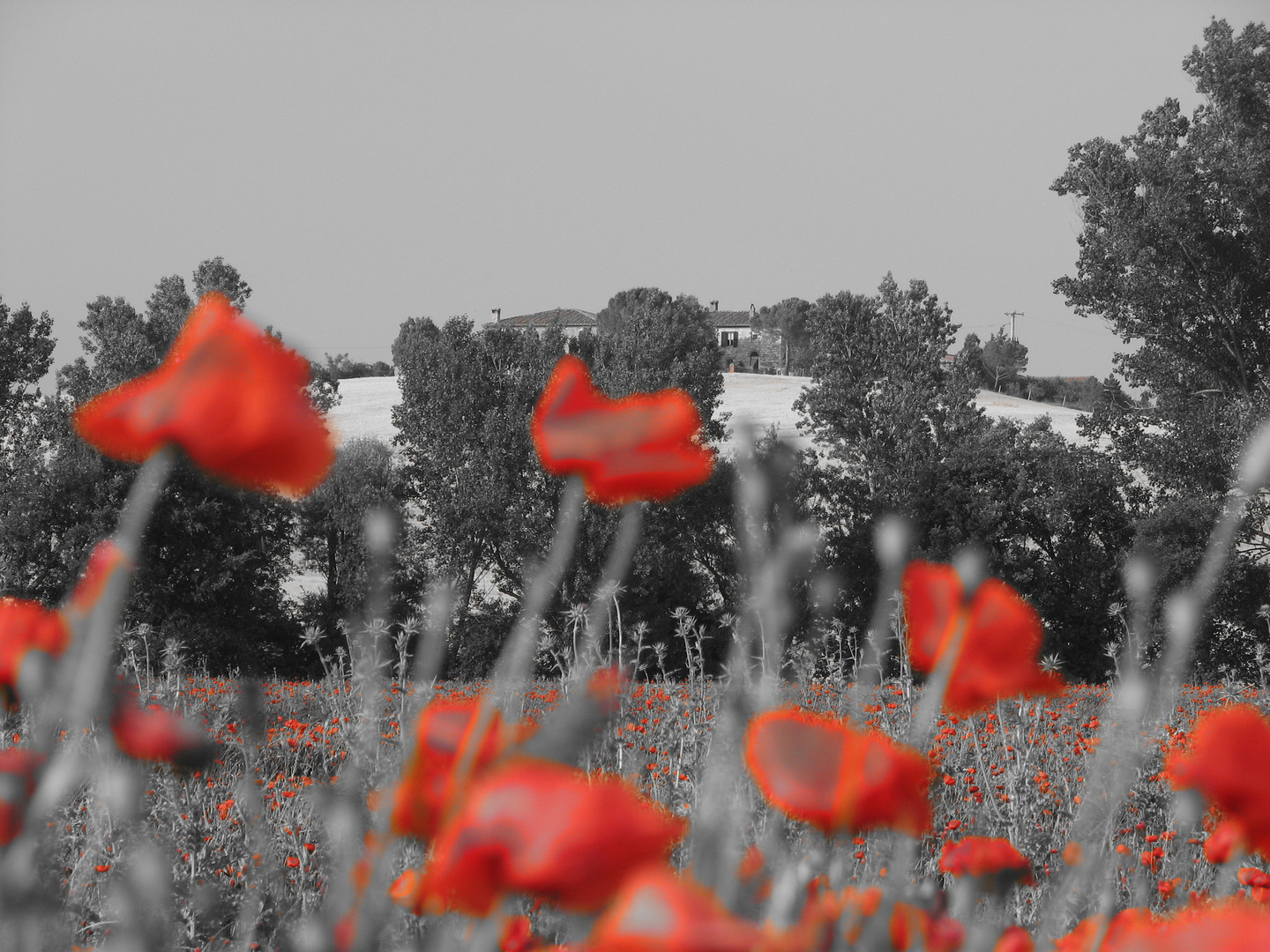 corn poppies in front of tuscany hill