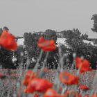 corn poppies in front of tuscany hill