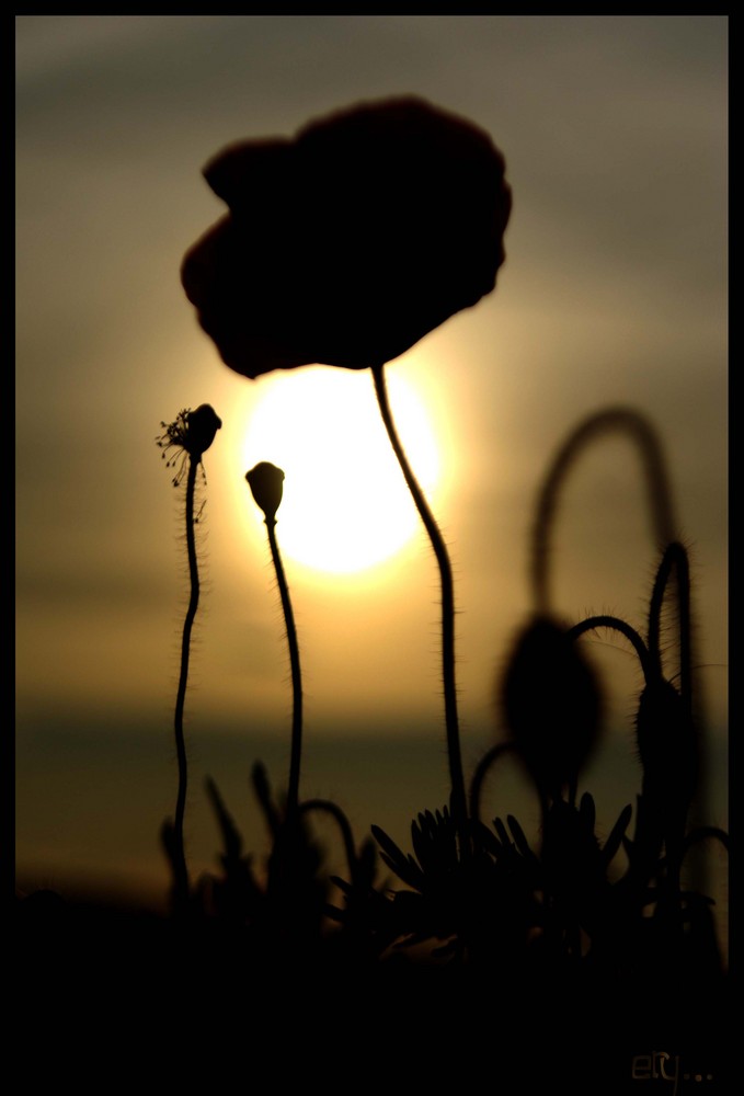 corn poppy