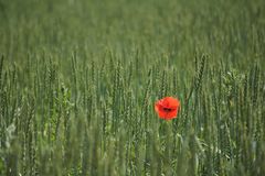 corn poppy