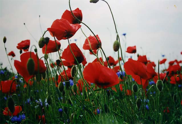 Corn Poppy