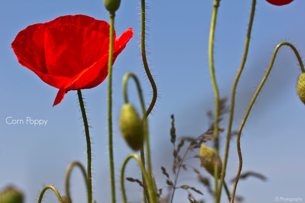 Corn Poppy