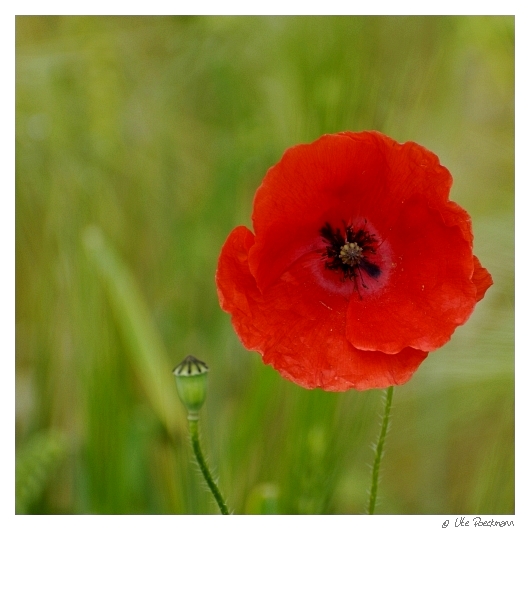 corn poppy