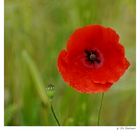 corn poppy