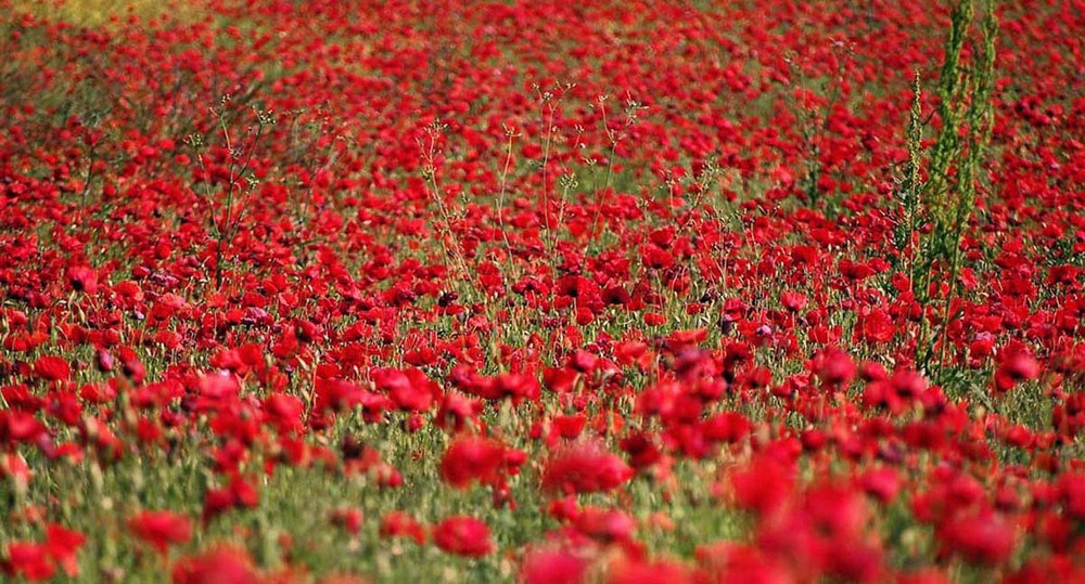 Corn Poppy