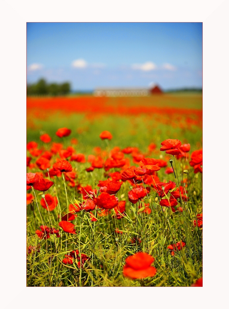 * corn poppy *