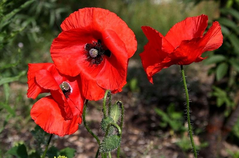 corn poppy