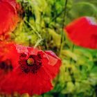 Corn poppy, dancing in the rain...