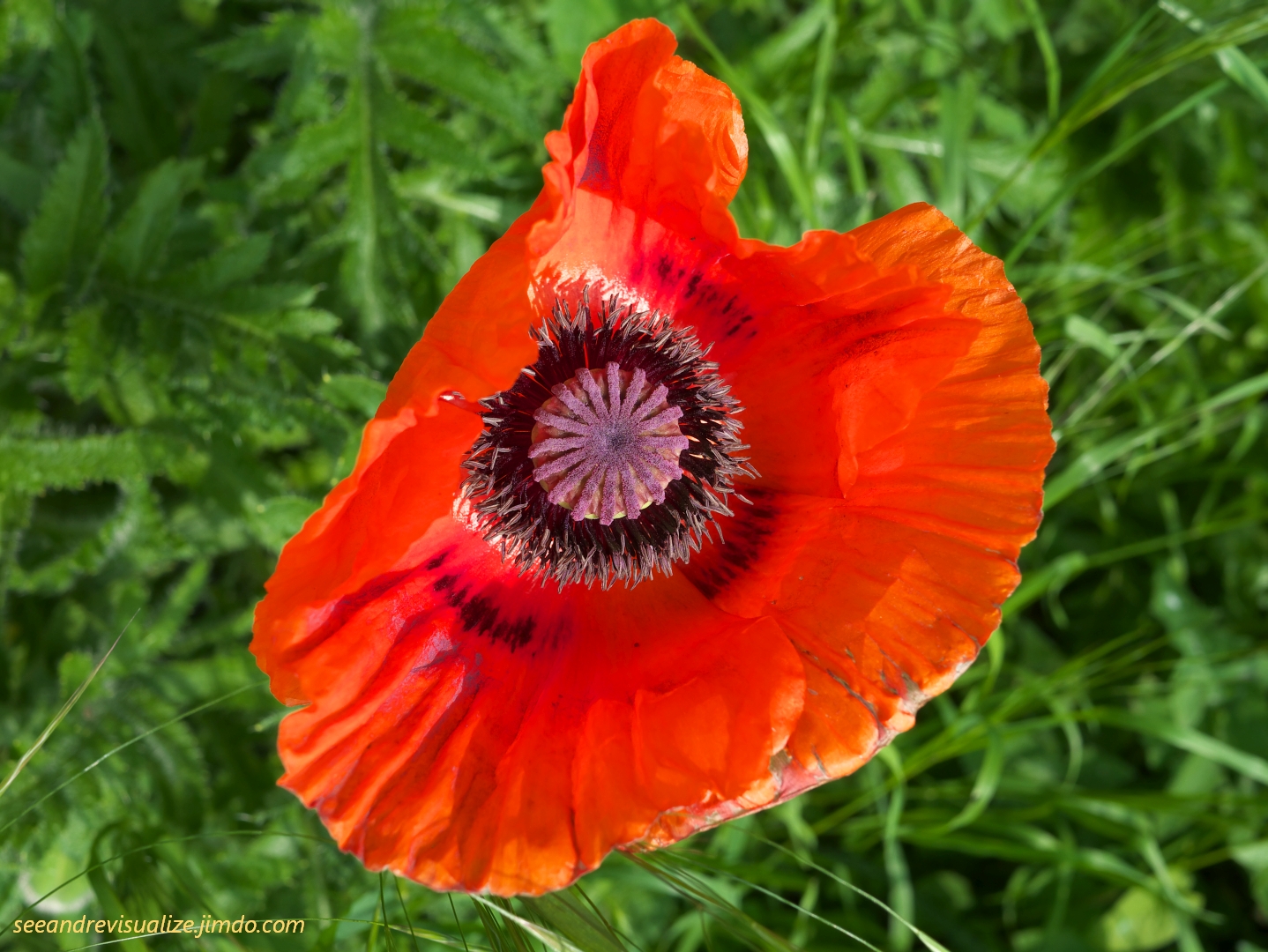 corn poppy (papaver rhoeas)