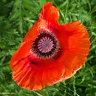 corn poppy (papaver rhoeas)