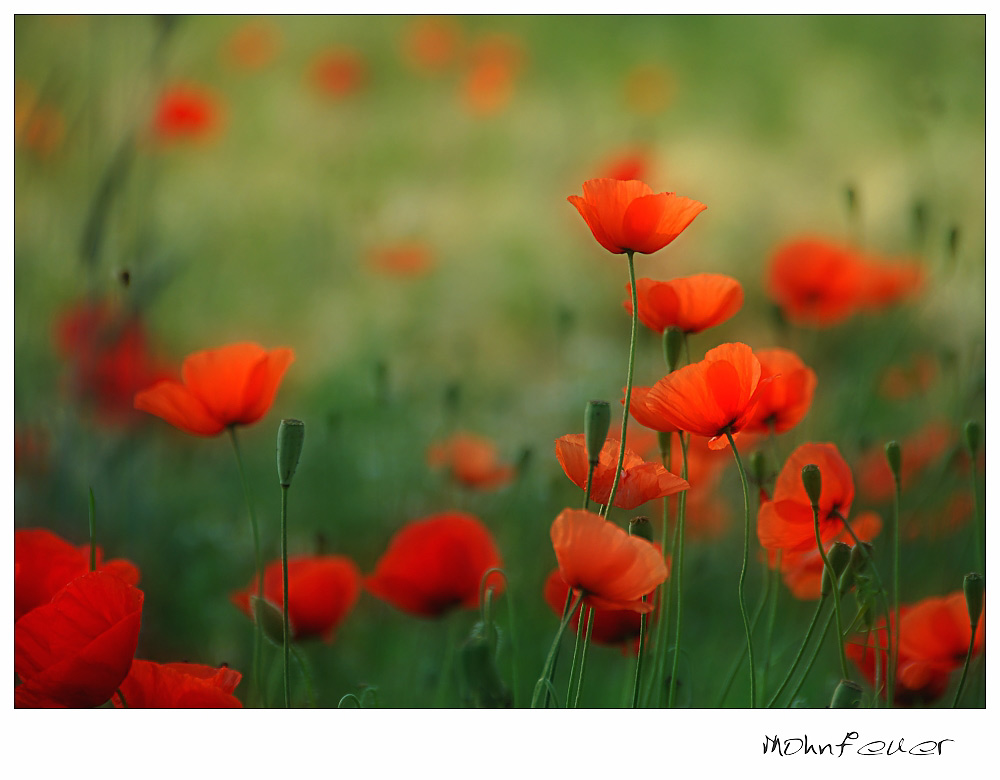 corn poppy XIV