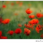 corn poppy XIV