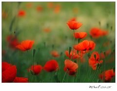 corn poppy XIV