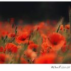 corn poppy XV