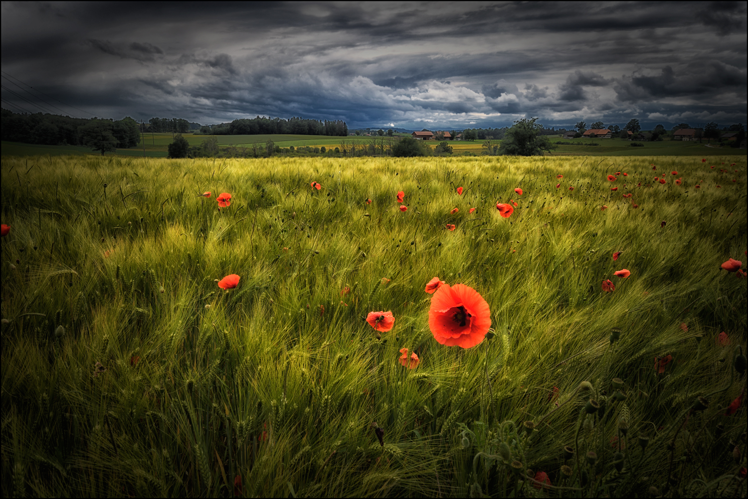 Corn Poppys