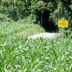 Corn & Signs