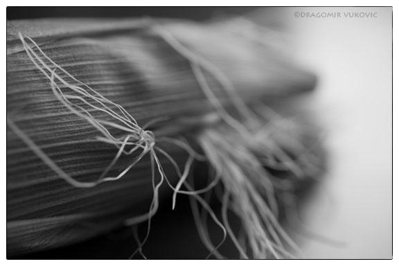 Corn Silk 2