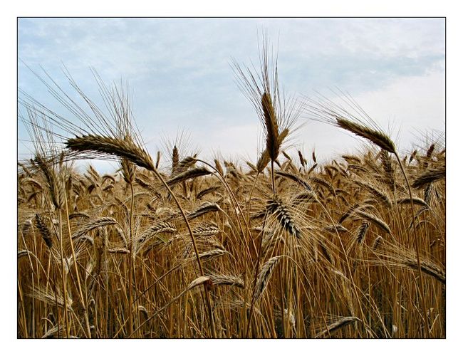 Corn-stalks (Summer 2003)