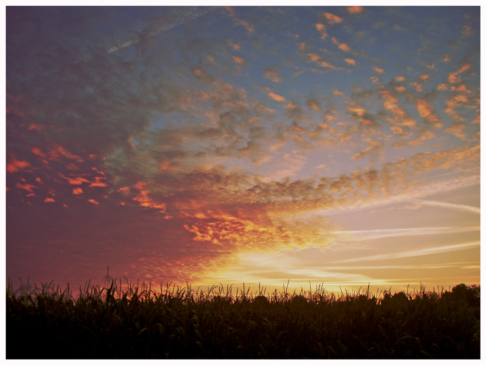 Corn sunrise