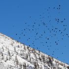 Cornacchie al Parco Orsiera Rocciavrè