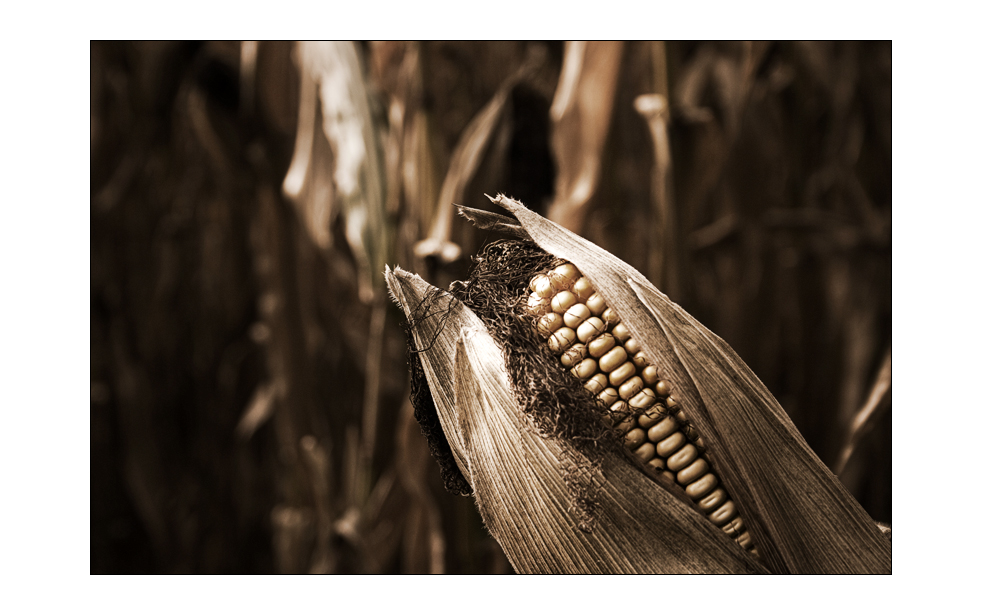 corn_art#01