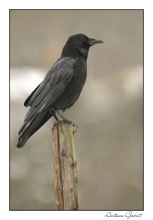 Corneille sous la pluie