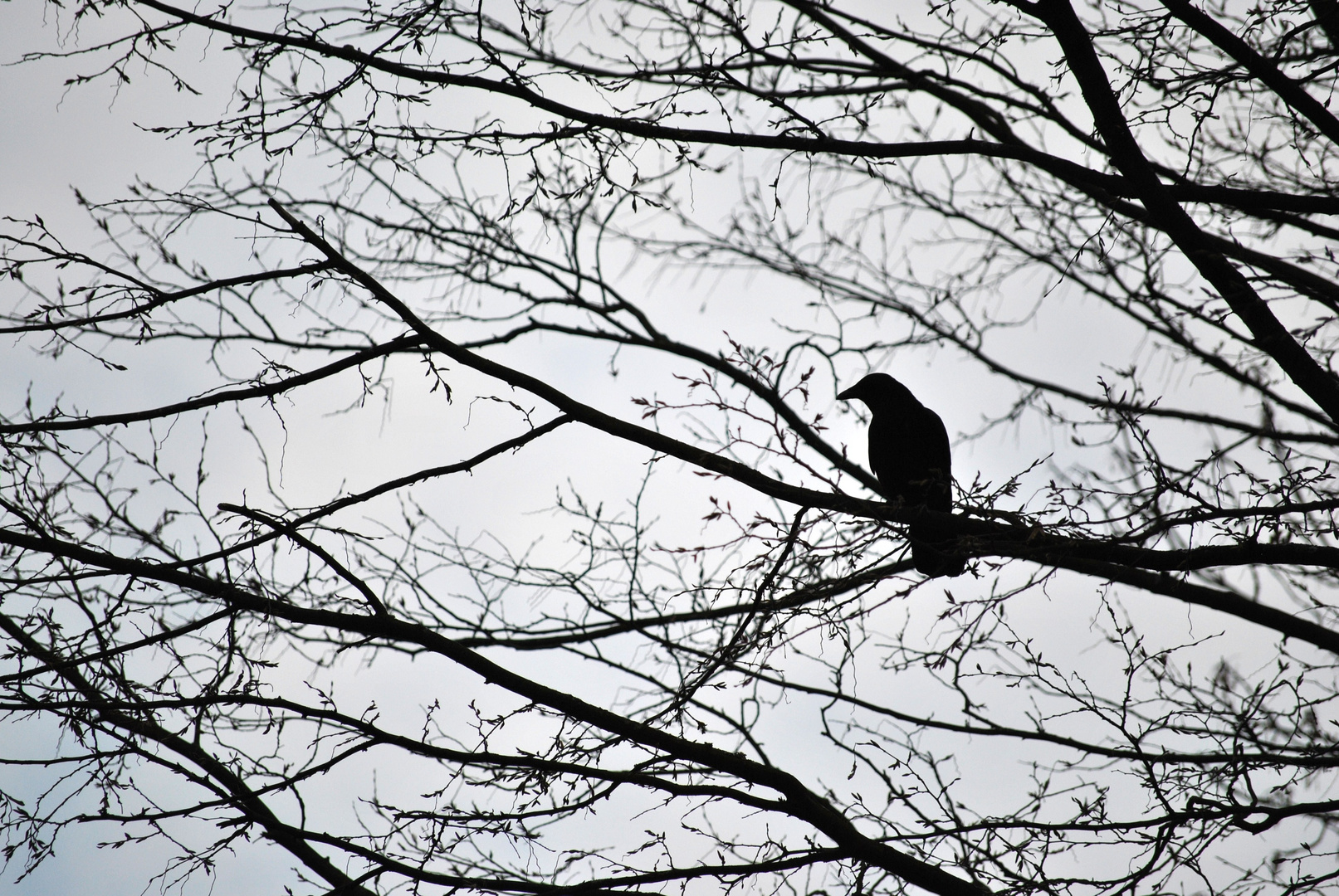 Corneille sur un arbre perché ...