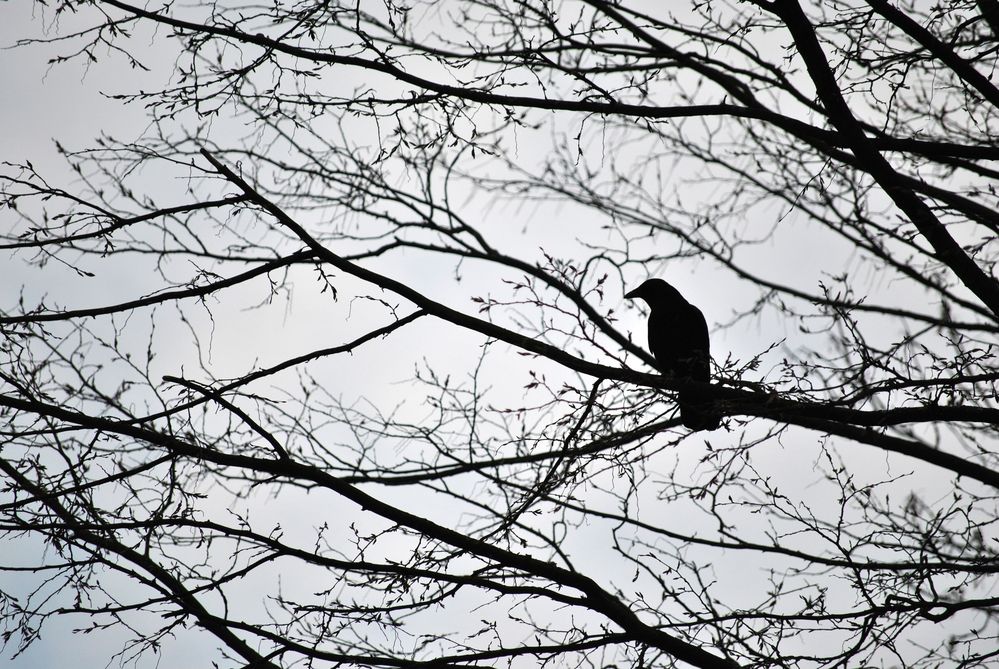 Corneille sur un arbre perché ... von Titelicia 