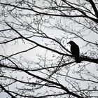 Corneille sur un arbre perché ...