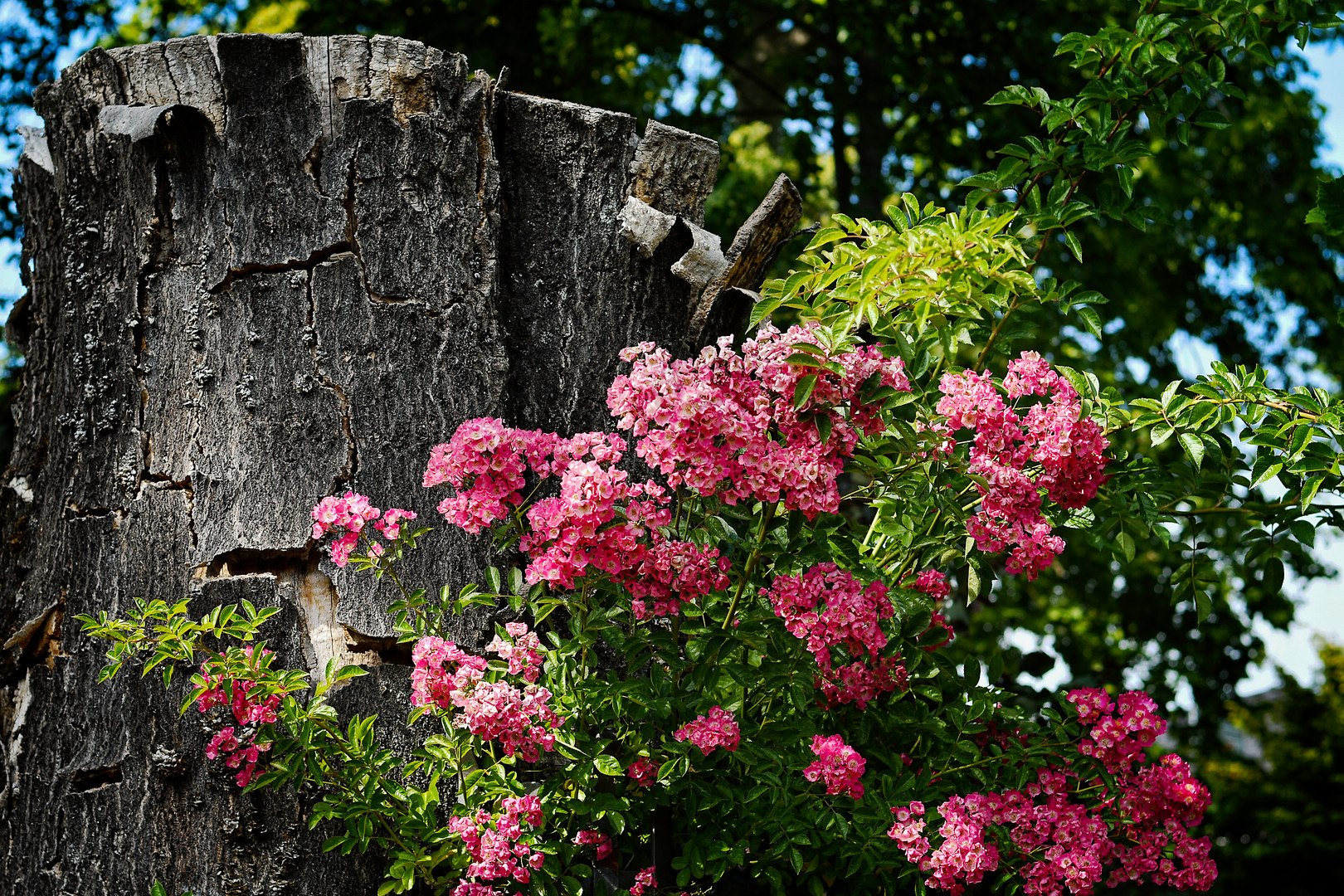 Cornelia Schlosser Friedhof Emmendingen