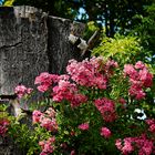 Cornelia Schlosser Friedhof Emmendingen