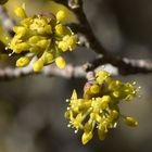 Cornelkirsche (Cornus mas)