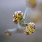  Cornelkirschenblüten