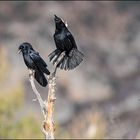 Cornella negra