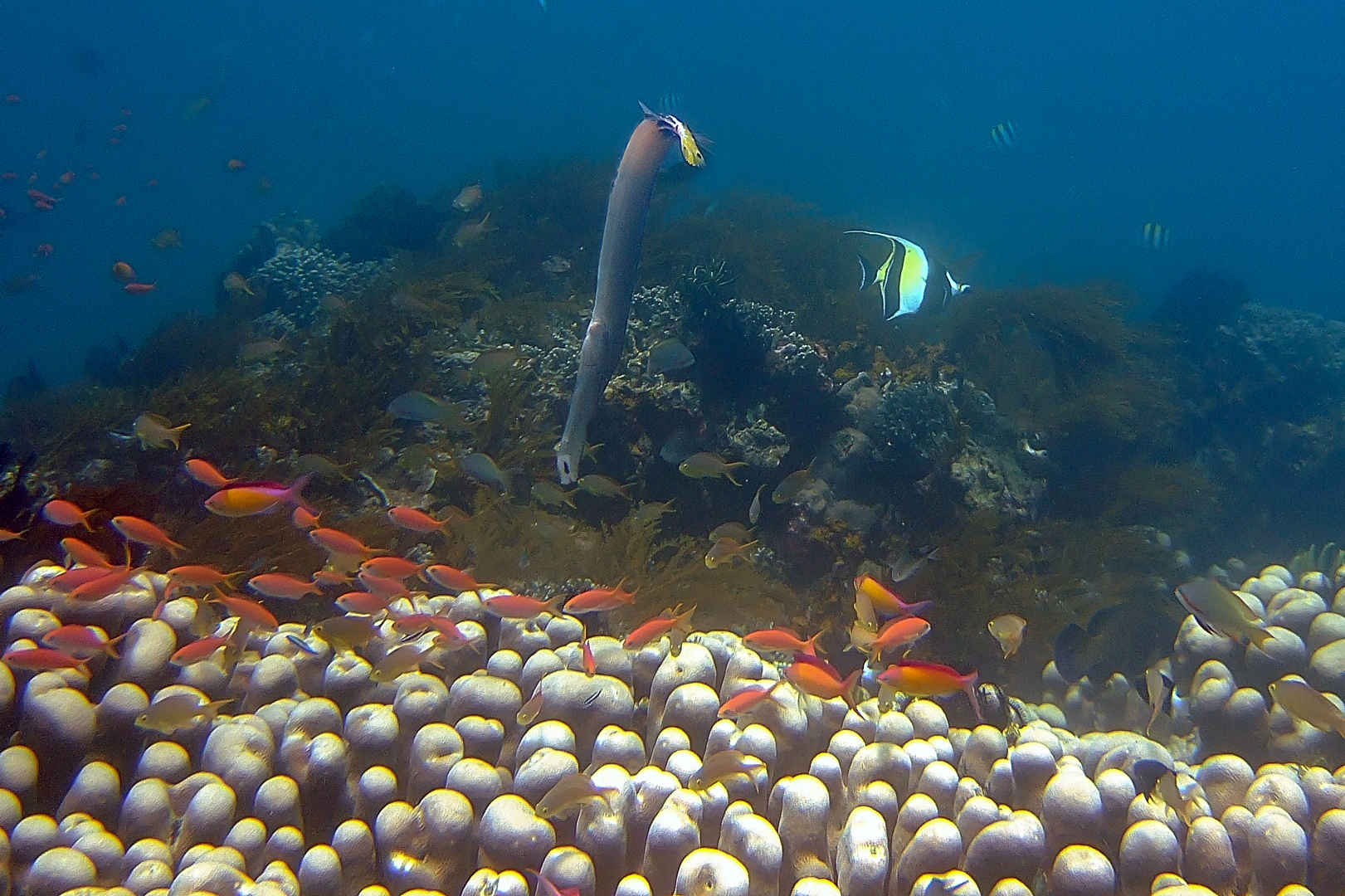 Cornetfish looks out the coral